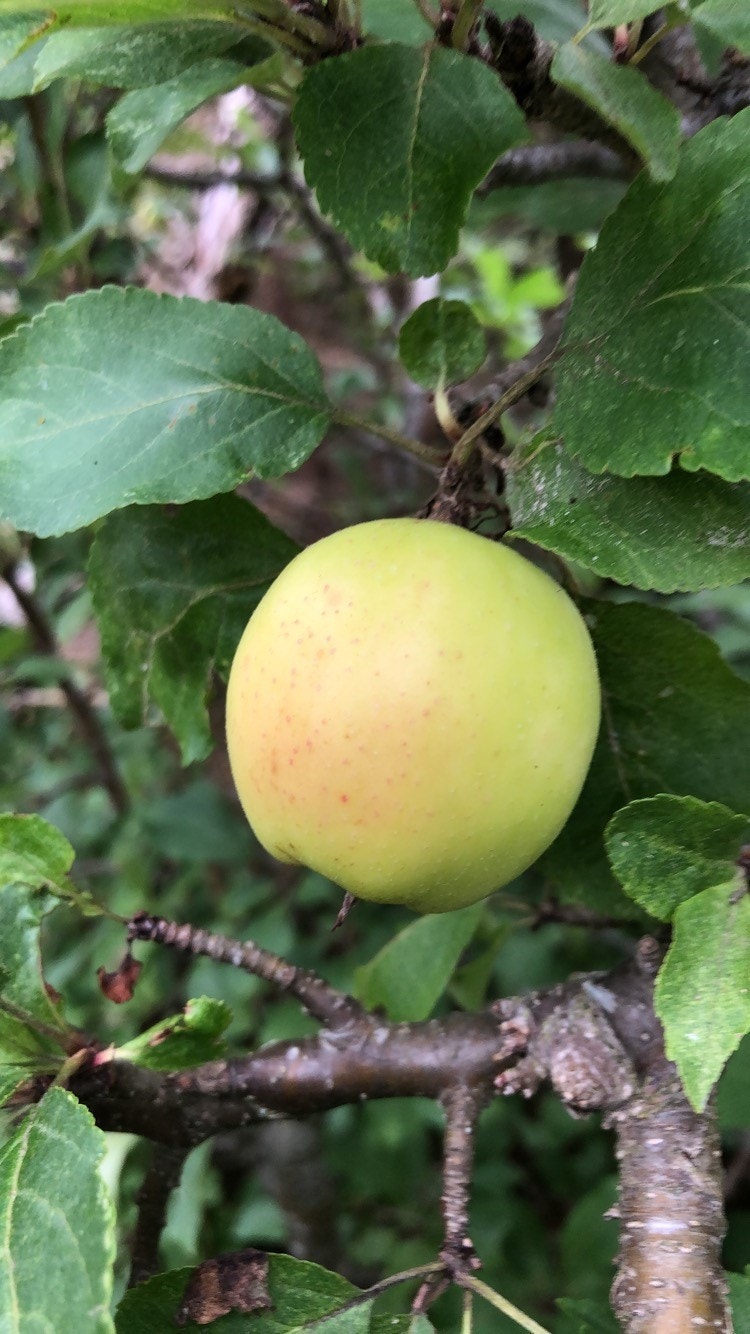 Selgers bilde. Galleribilde