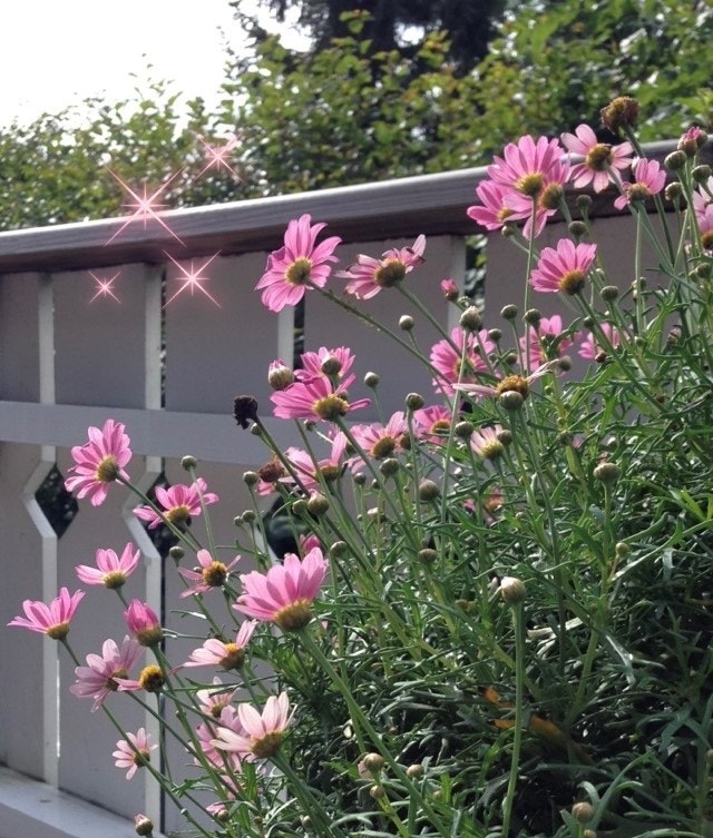 Selgers bilde. Galleribilde