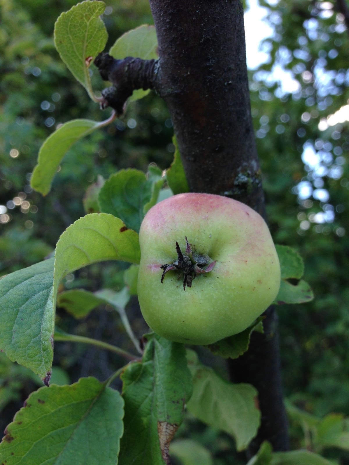 Selgers bilde. Galleribilde