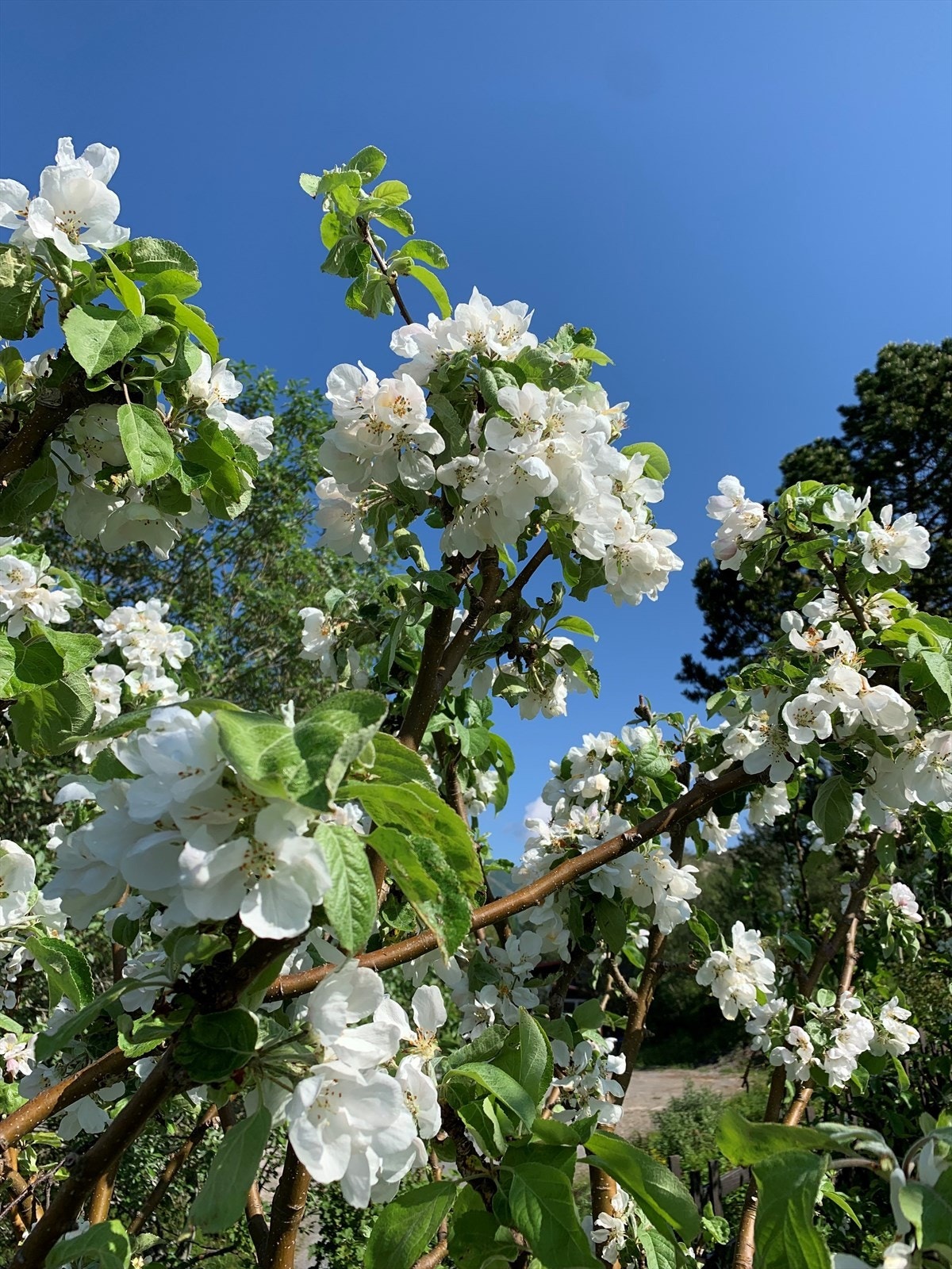 Selgers bilde. Galleribilde