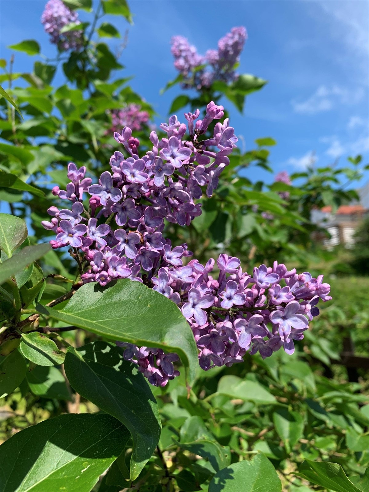 Selgers bilde. Galleribilde