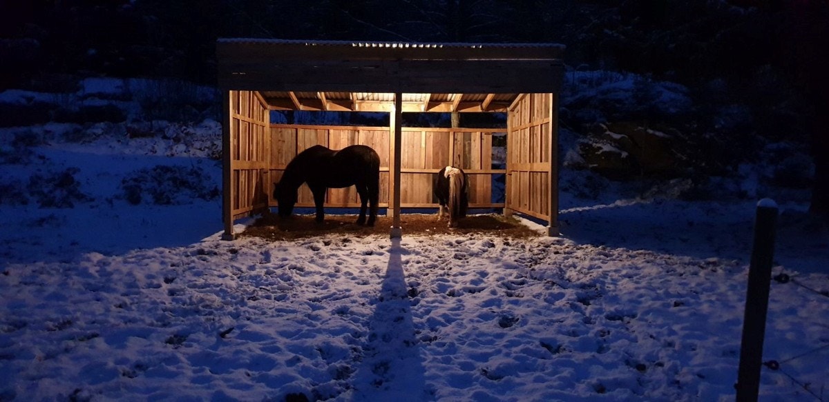 Selgers bilder. Galleribilde