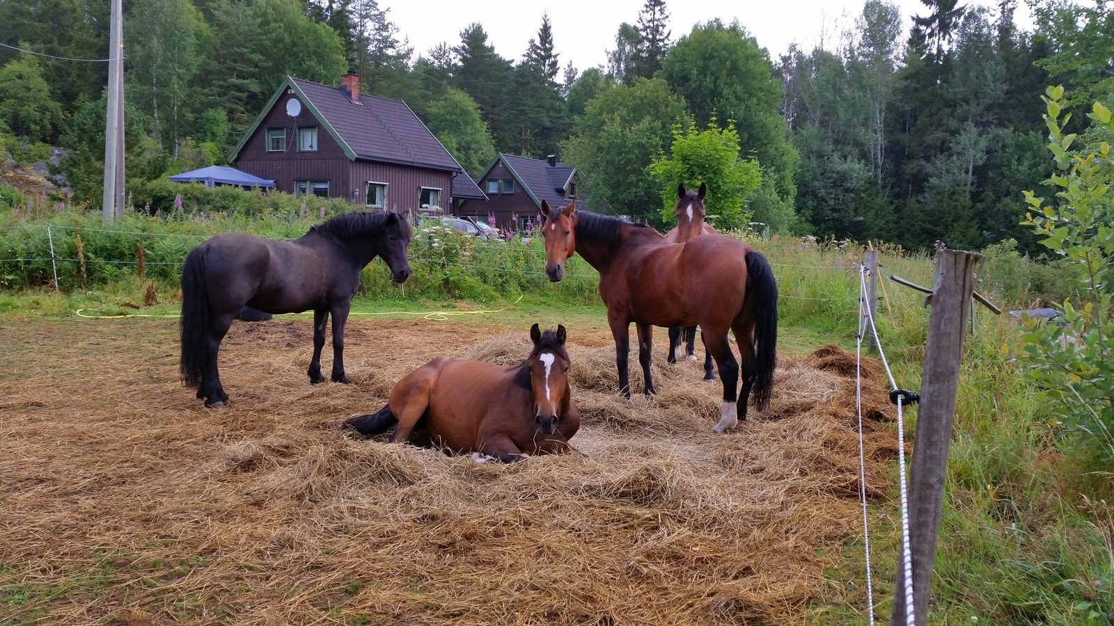 Selgers bilder. Galleribilde