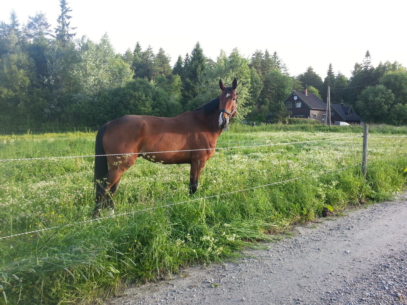 Selgers bilder. Galleribilde