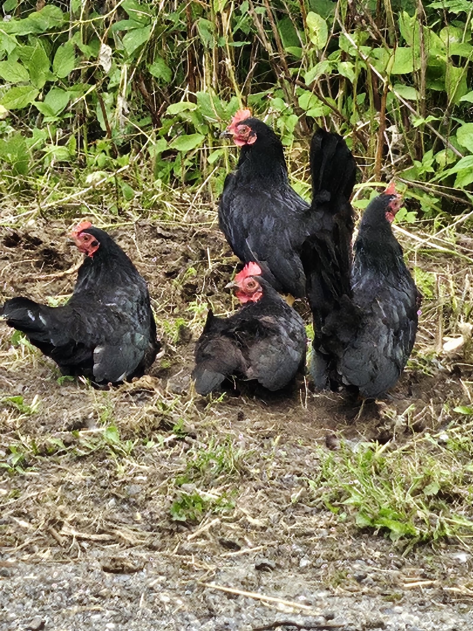 Selgers bilder. Galleribilde