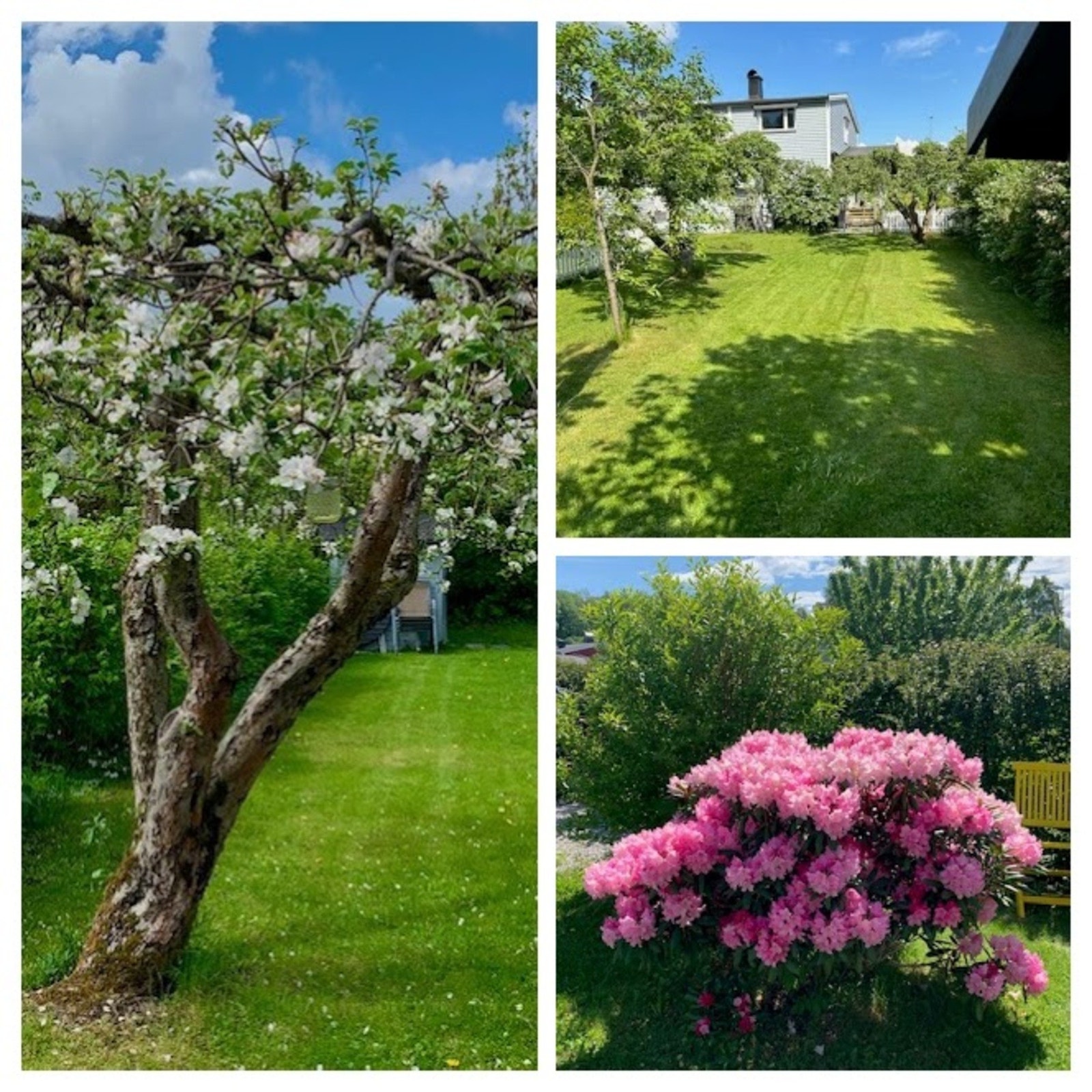 Et utdrag private sommerbilder fra frodig hage Galleribilde