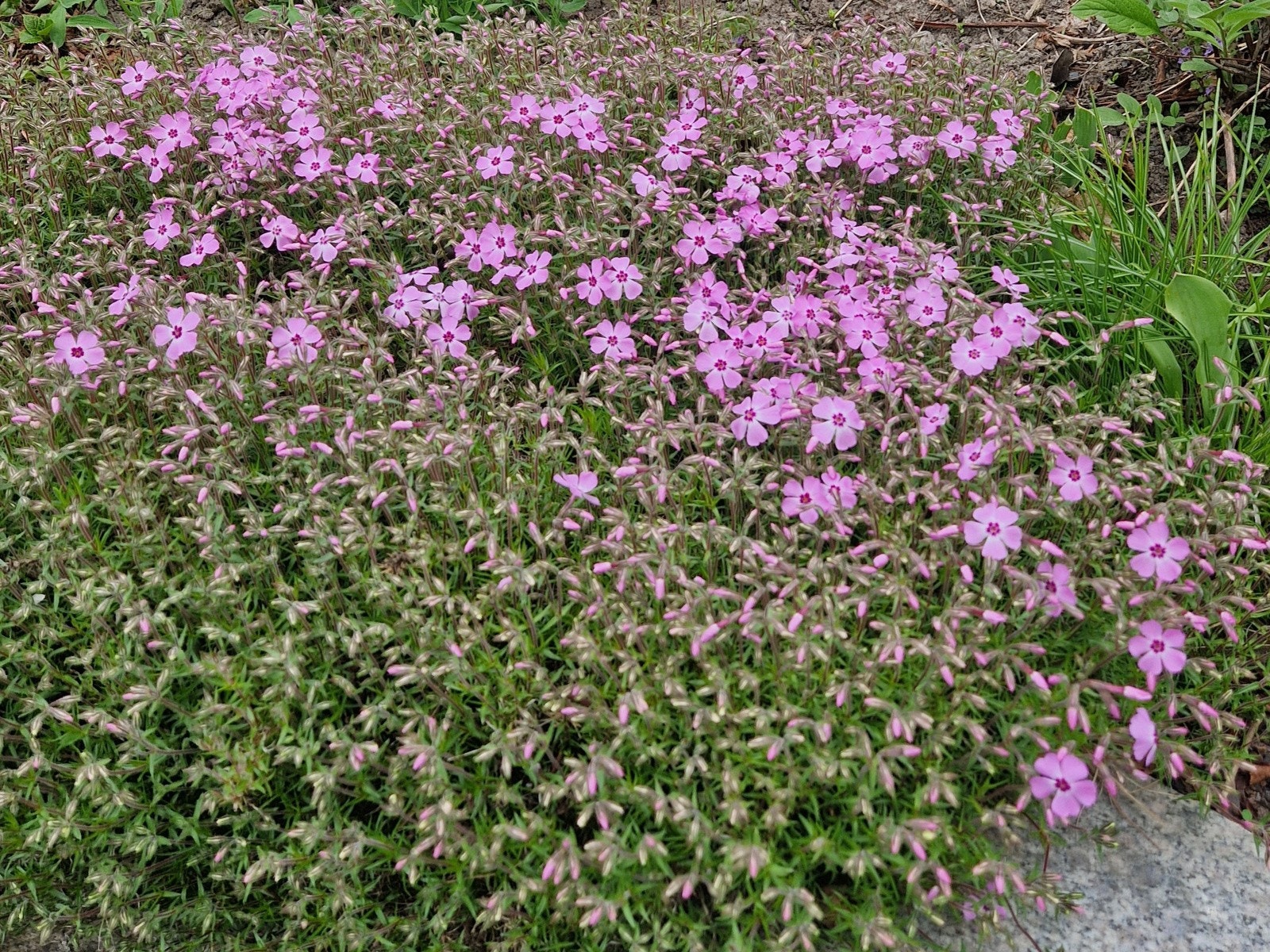 Selgers egne bilder. Galleribilde