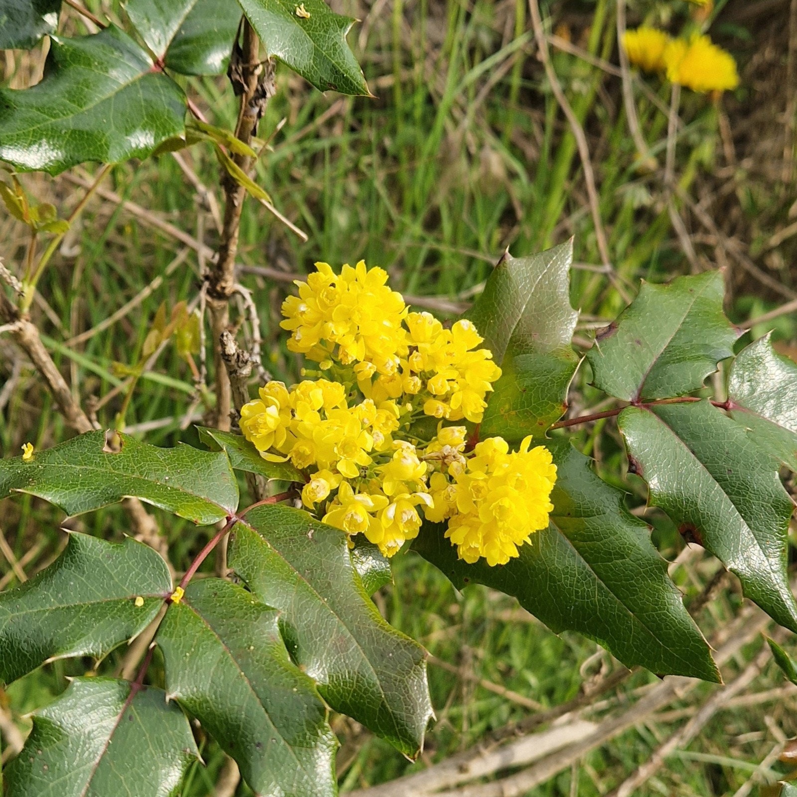 Selgers egne bilder. Galleribilde