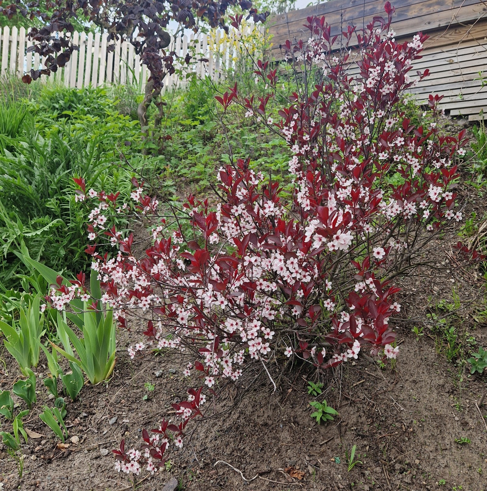 Selgers egne bilder. Galleribilde