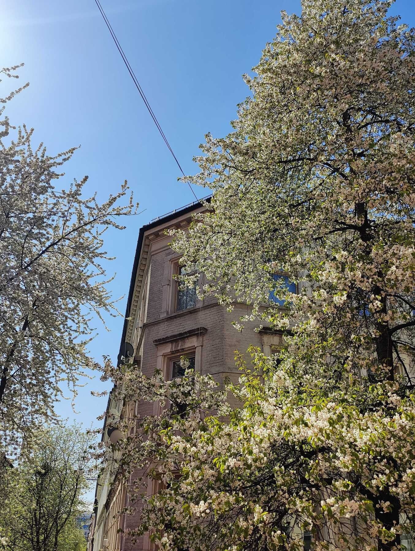 Nå er trærne i gaten i full blomst, en deilig tid. Galleribilde