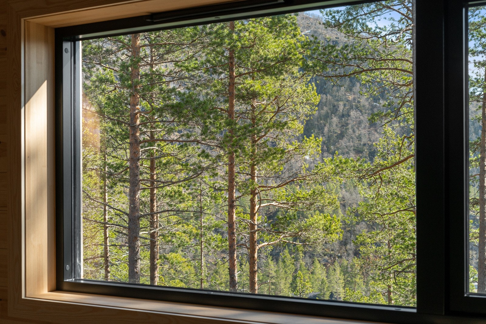 Tett på naturen. Galleribilde