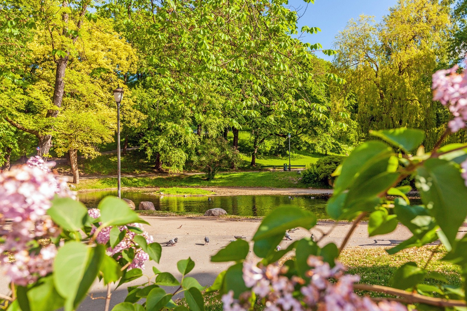 Områdebilde. Galleribilde