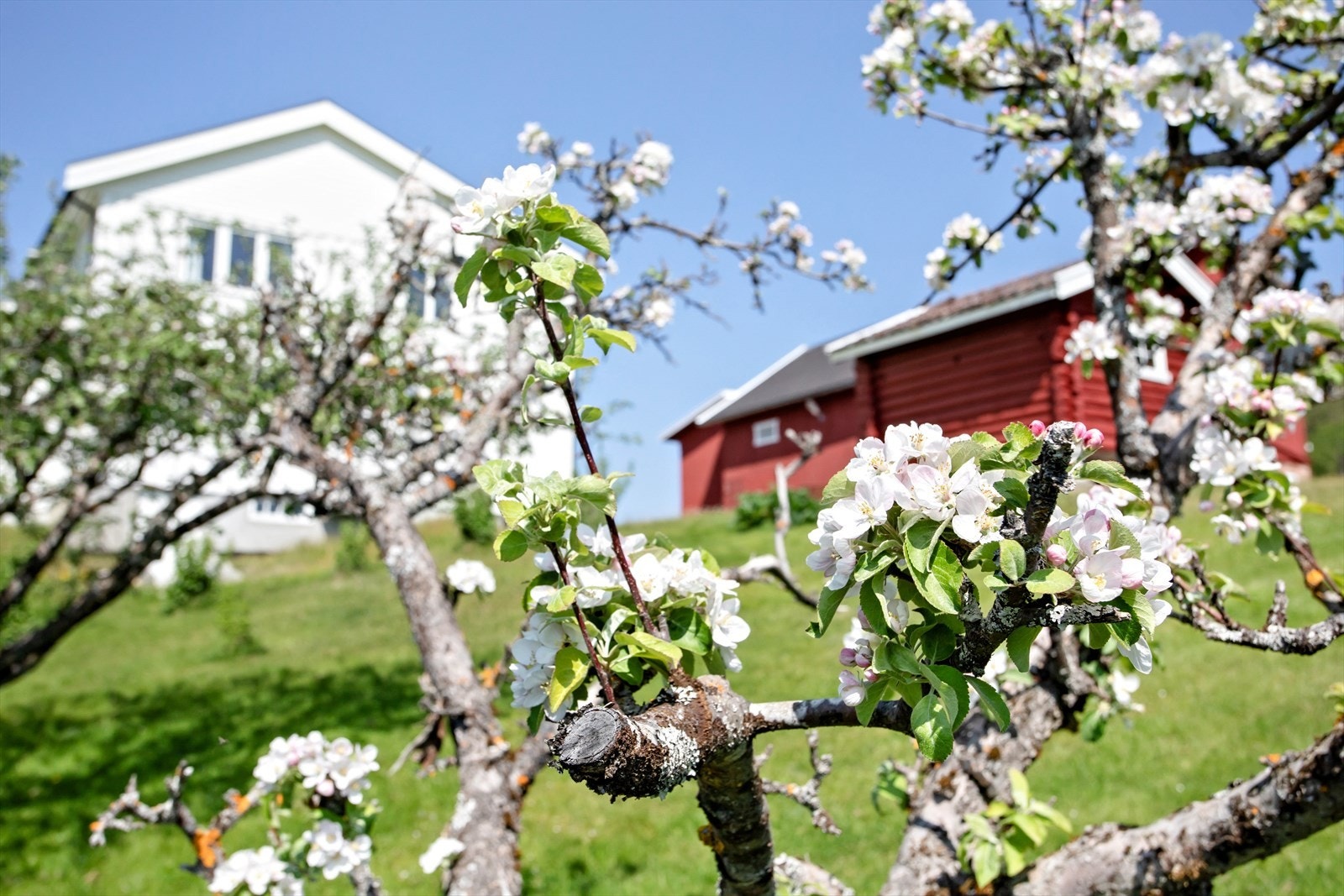 Et idyllisk småbruk på Ringerike! Galleribilde