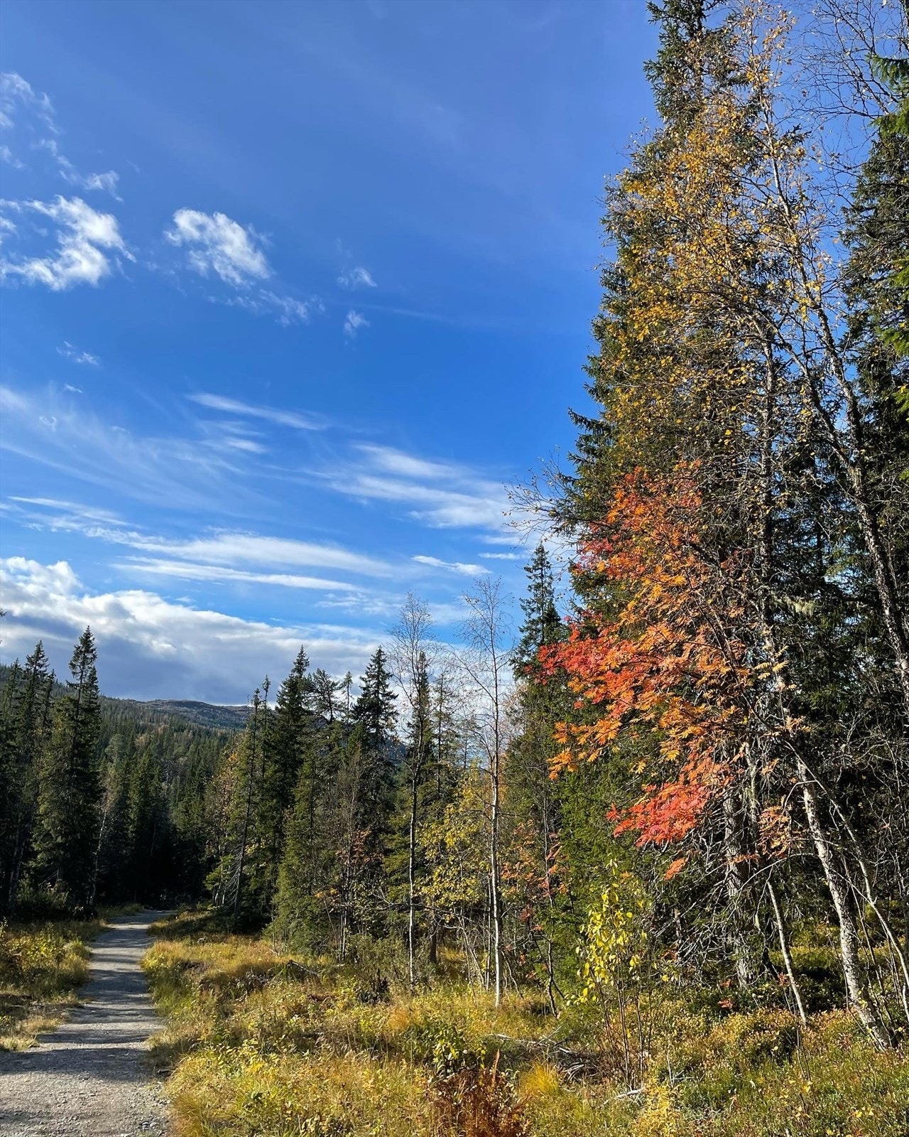 Veien inn til hytta er både gruslagt og svillestier Galleribilde