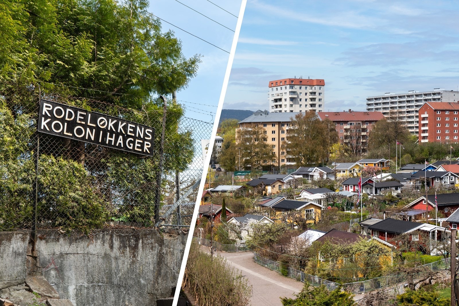 Rodeløkkens kolonihage som nærmeste nabo. Galleribilde