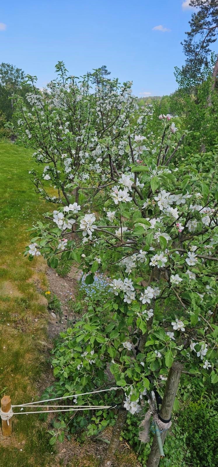 Epletre i blomst (Selgers bilde) Galleribilde