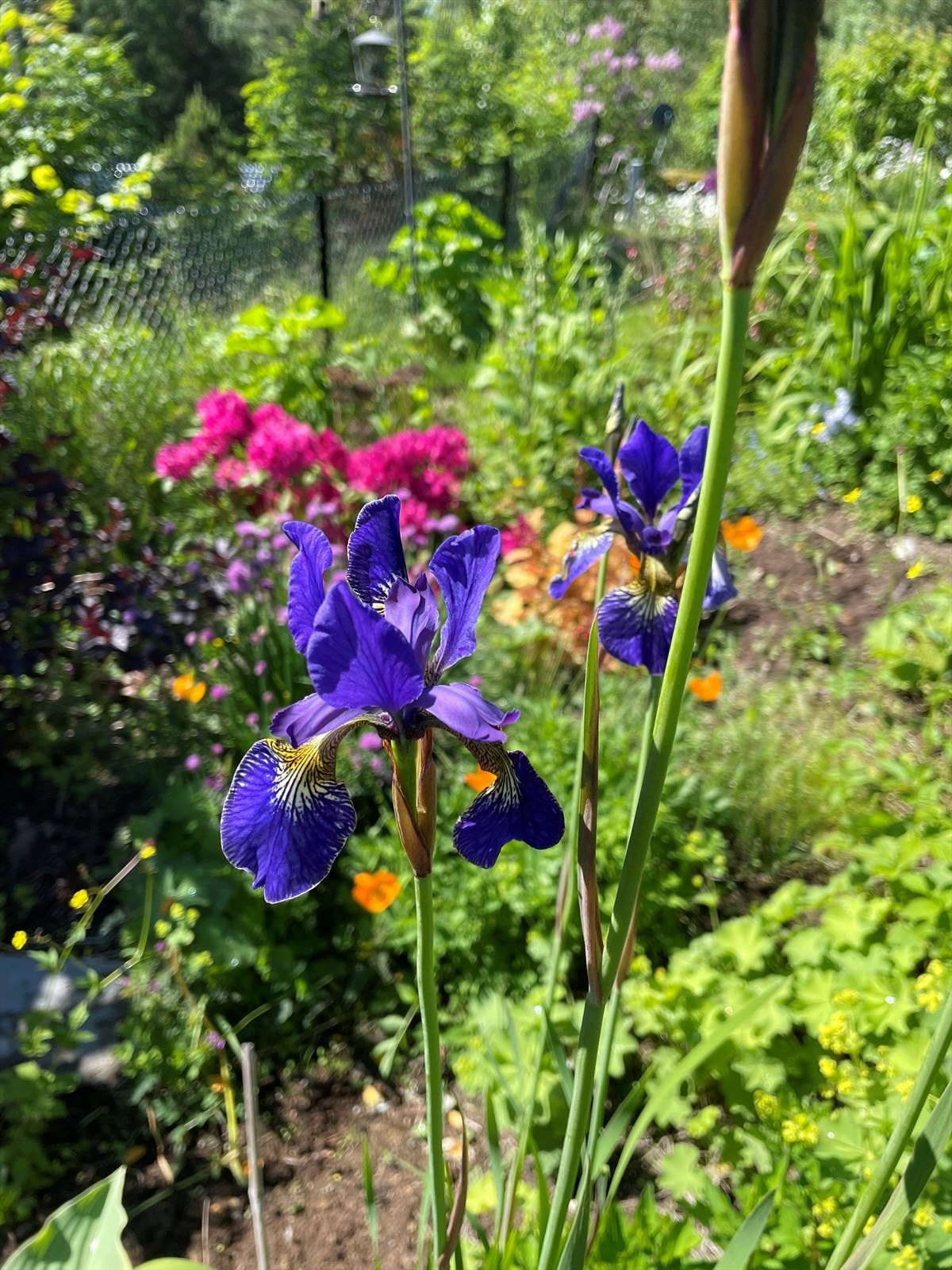 Iris og Rhododendron (selgers bilde) Galleribilde