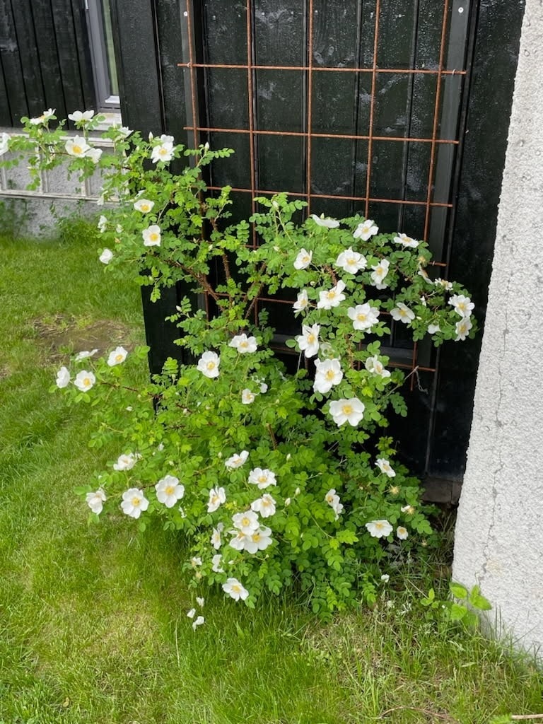 Rosebusk (Selgers bilde) Galleribilde
