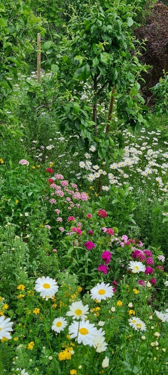 Egen blomstereng (selgers bilde) Galleribilde