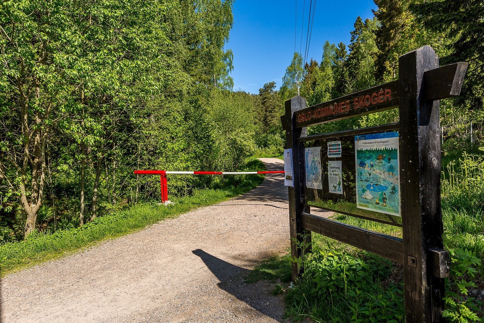 Lillomarka. Galleribilde