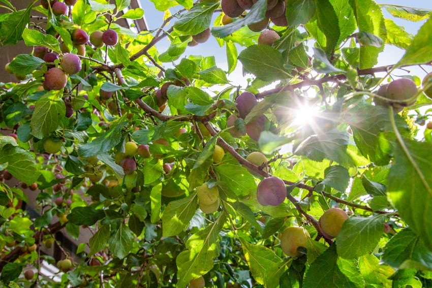 - Flotte plomme, kirsebær- og pæretrær hvor man kan forsyne seg av i sesong - Galleribilde