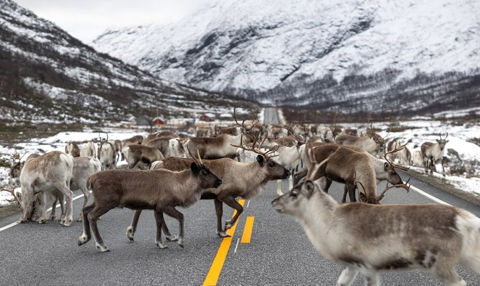 Er du heldig kan du treffe på villreinflokk i området Galleribilde