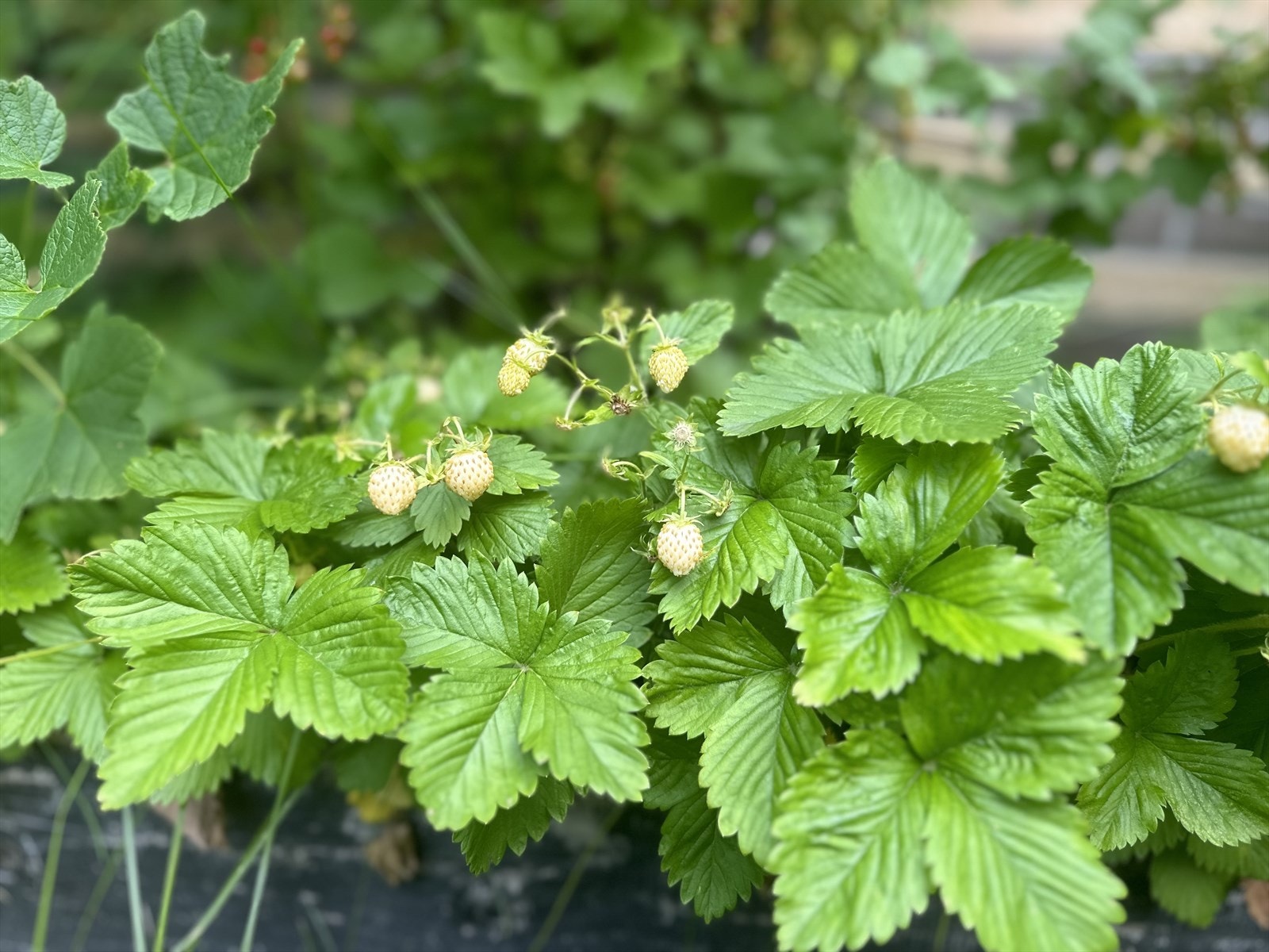Hvite markjordbær Galleribilde