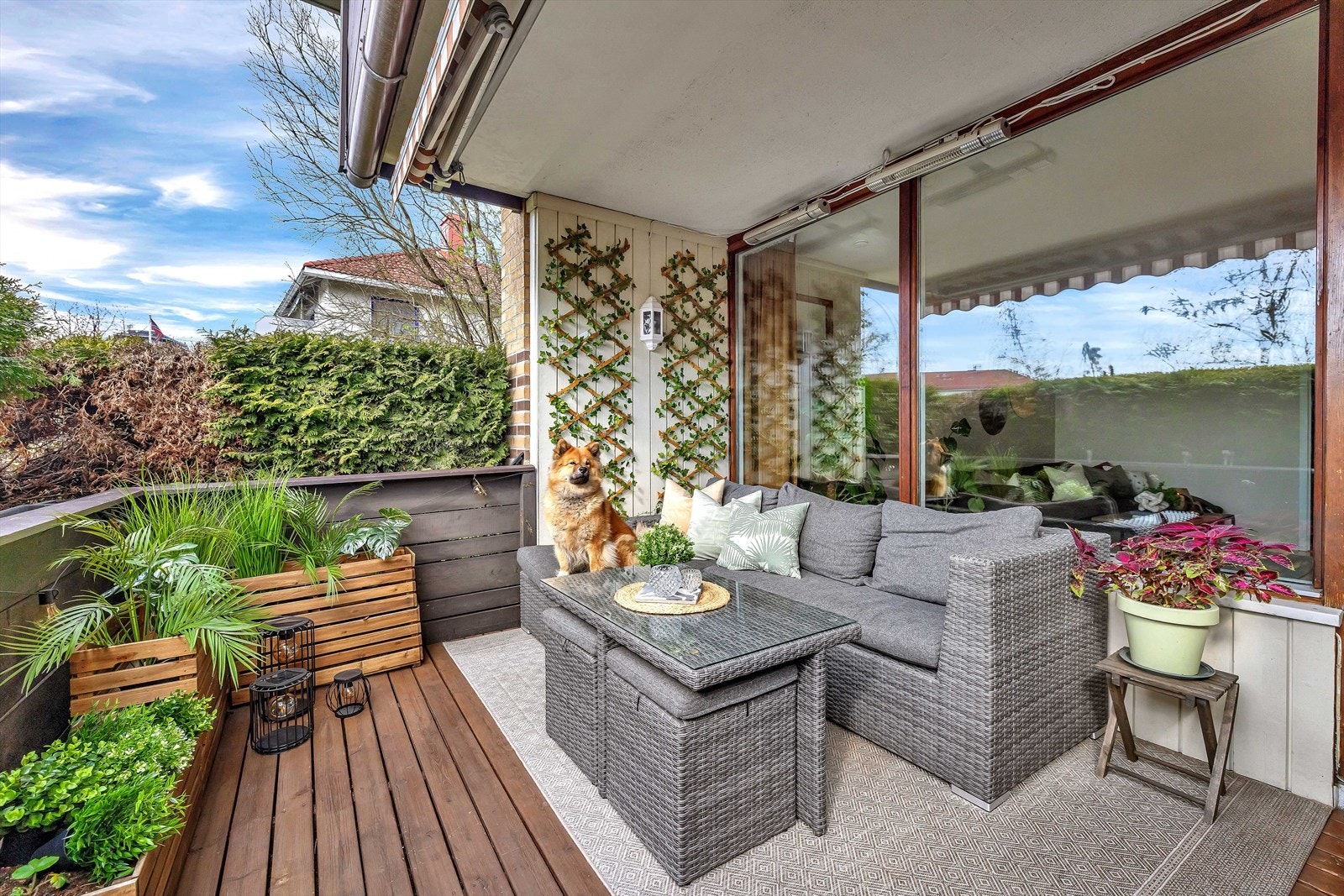 Fra stuen er det utgang til vestvendt, lun og skjermet uteplass på 11 kvm. Tujaen som er brun skal skiftes av borettslaget. Galleribilde