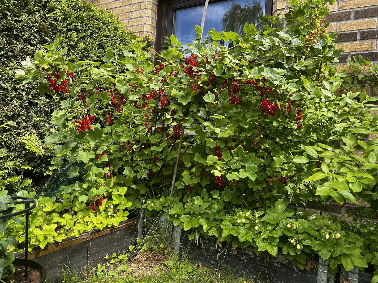 Her er det rips, jordbær, blåbær, rabarbra, markjordbær og stikkelsbær Galleribilde