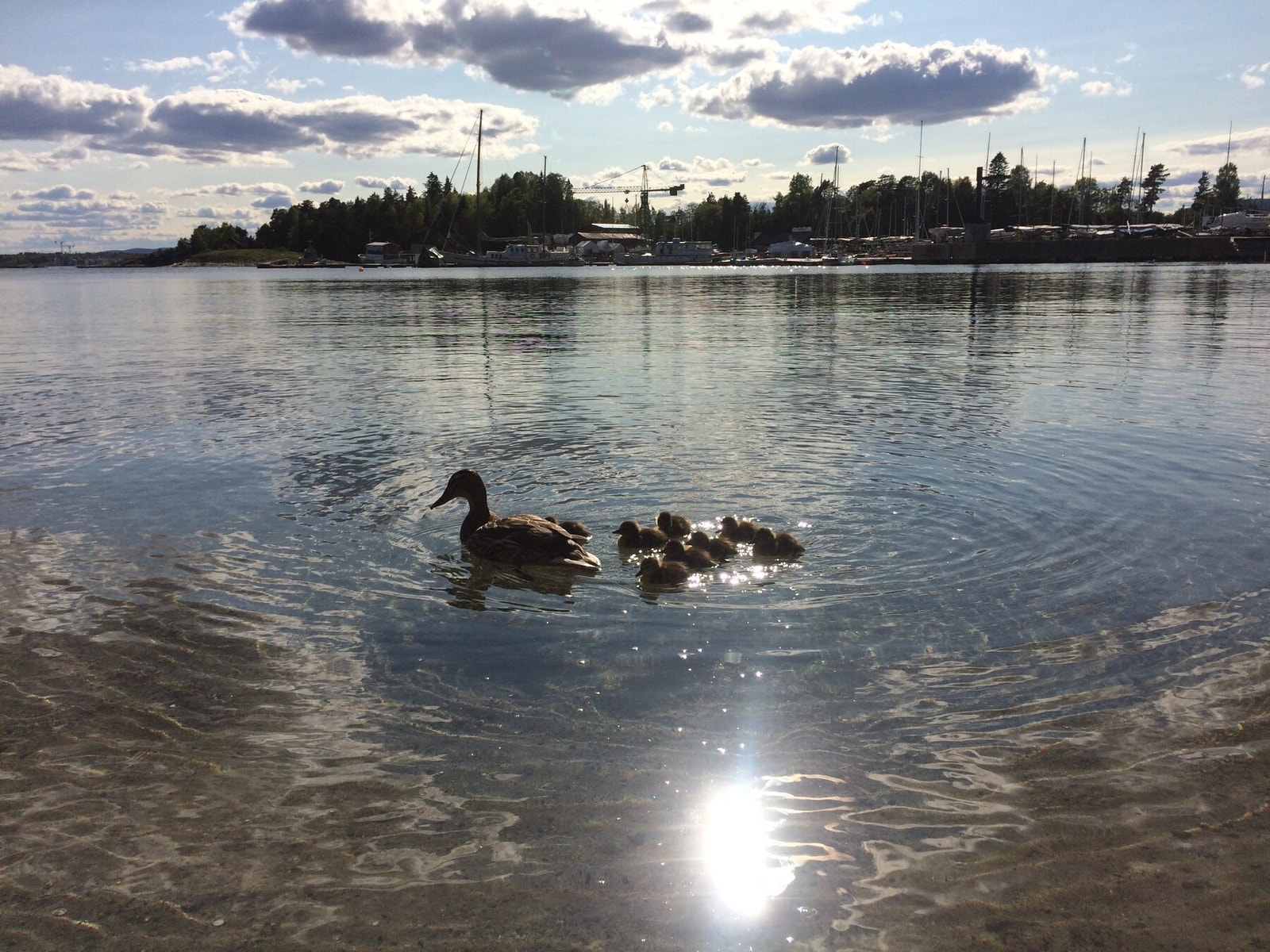 Flotte turmuligheter til Bygdøy sommer som vinter. Galleribilde
