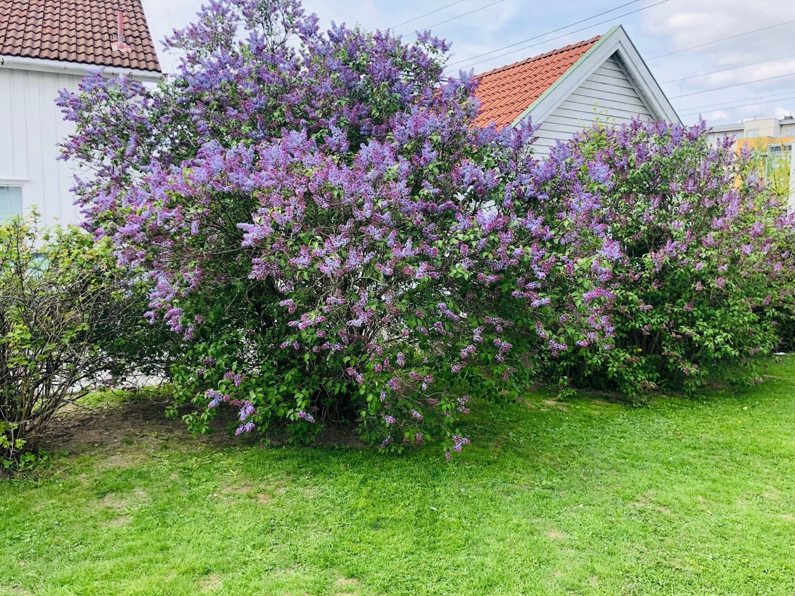 Selgers egne bilde Galleribilde