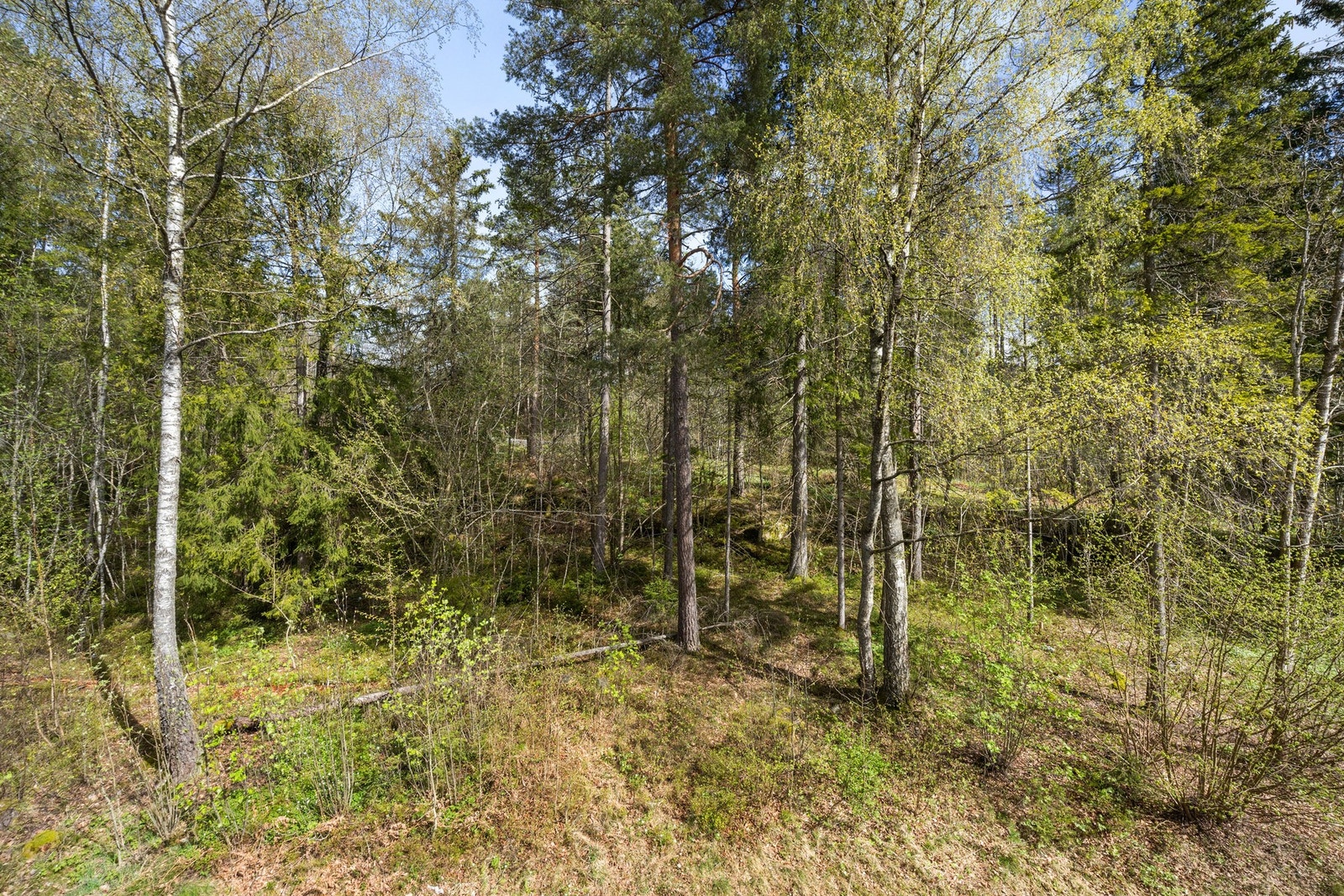 Skog bak blokken - her er det gangsti som tar deg til Rykkinn handelssenter på 10 minutter Galleribilde