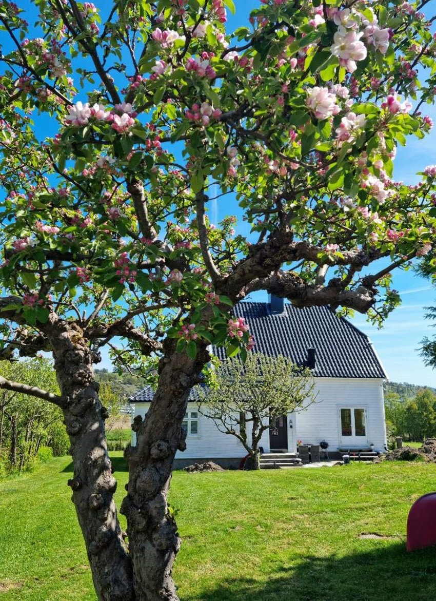 Selgers bilde. Galleribilde