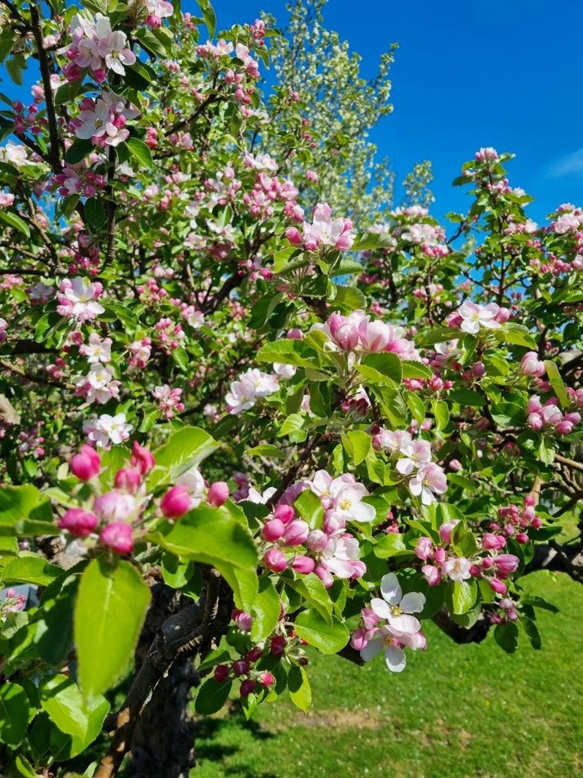 Selgers bilde. Galleribilde