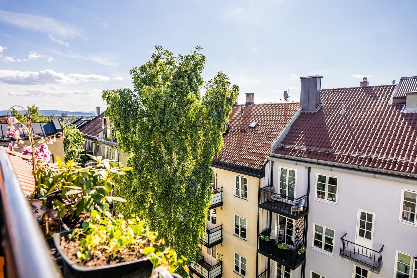 Selgers bilde - sommer Galleribilde