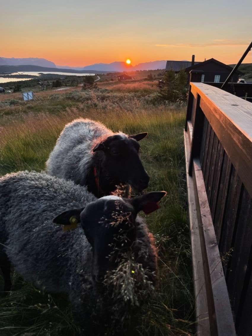 Beitedyr om sommeren - Bilde fra selgers arkiv Galleribilde