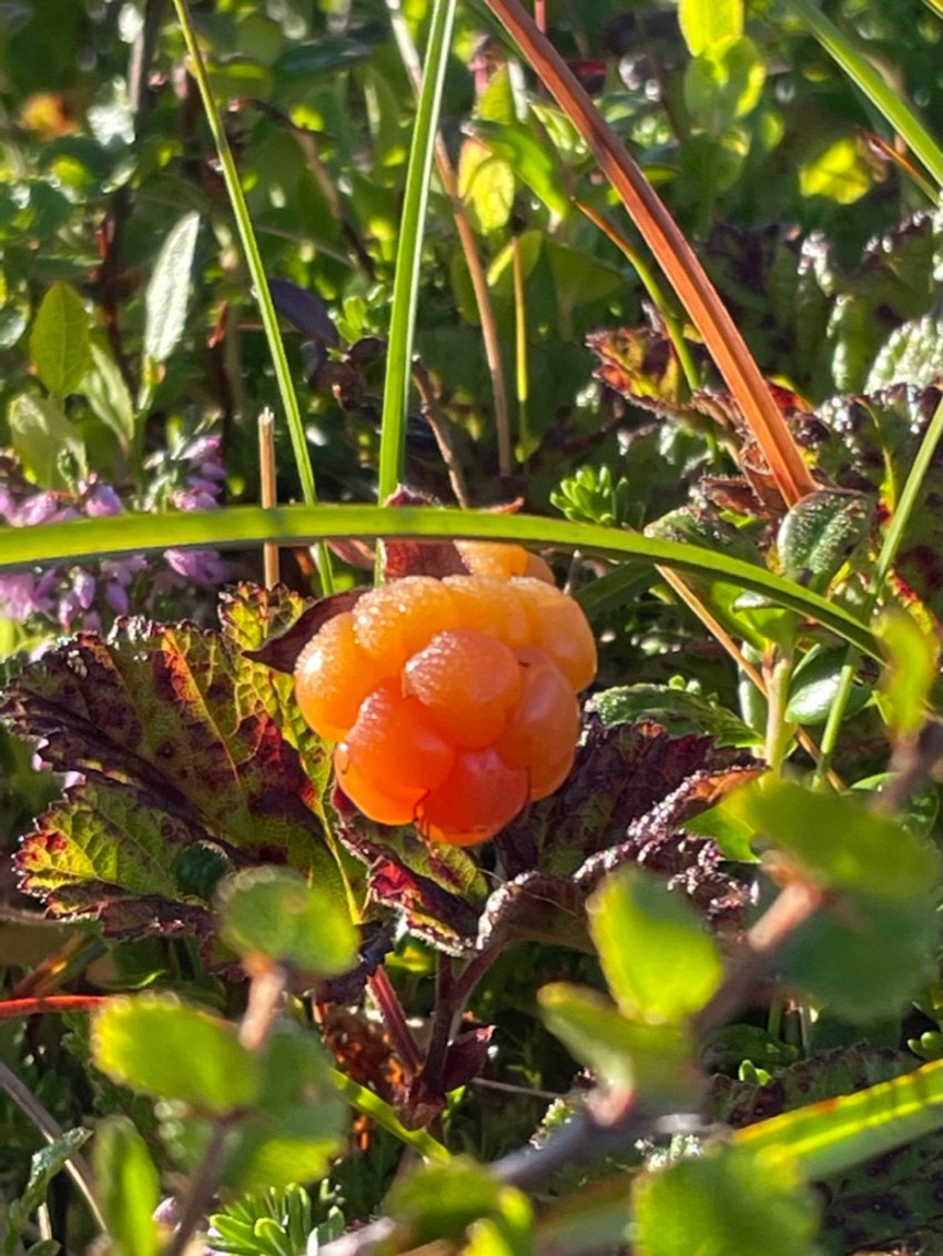 Multer kan man også plukke på egen tomt rett nedenfor terrassen. Multebilde fra egen tomt - Fra selgers arkiv Galleribilde