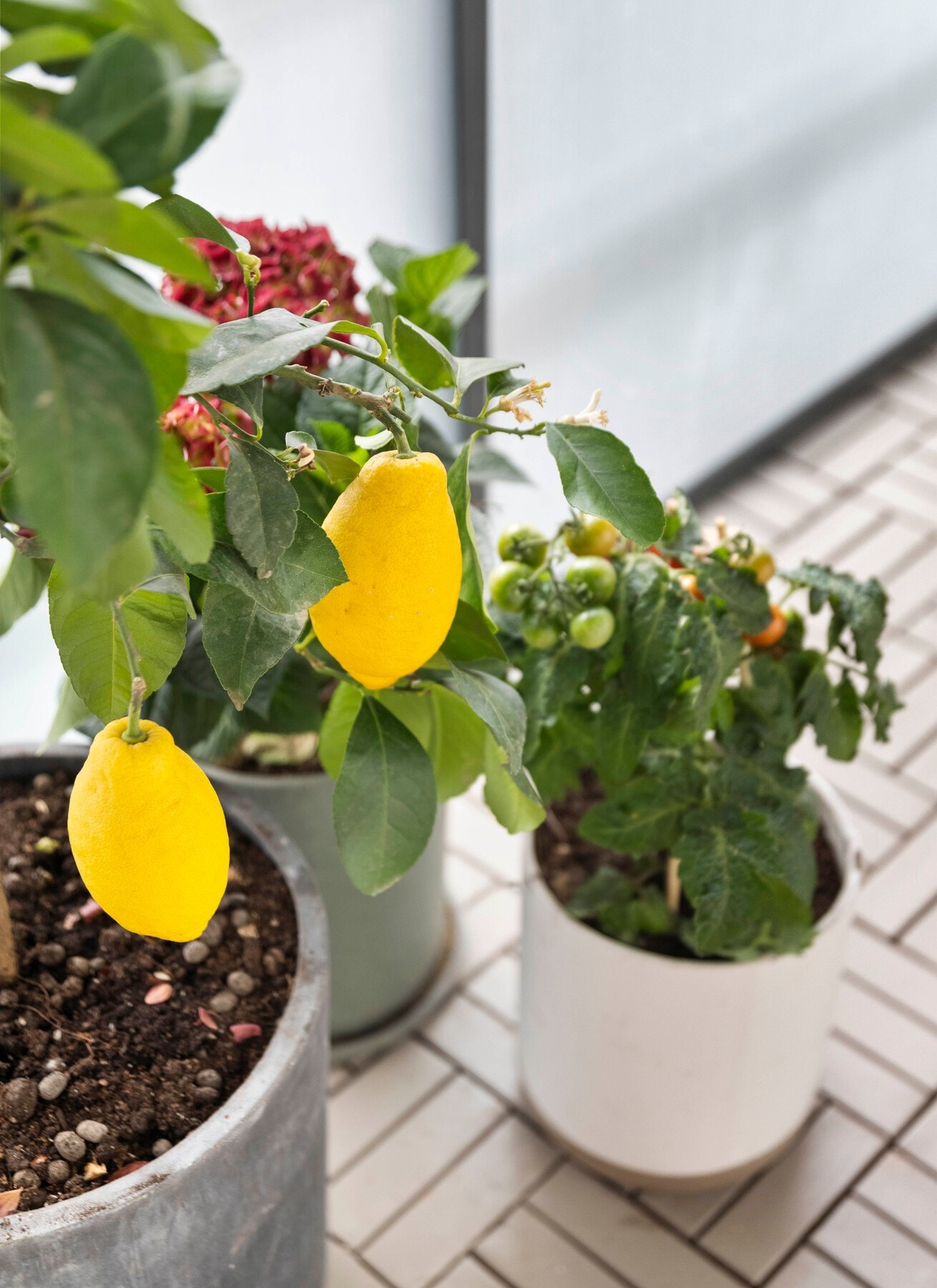 Detalj: Sitron. Galleribilde