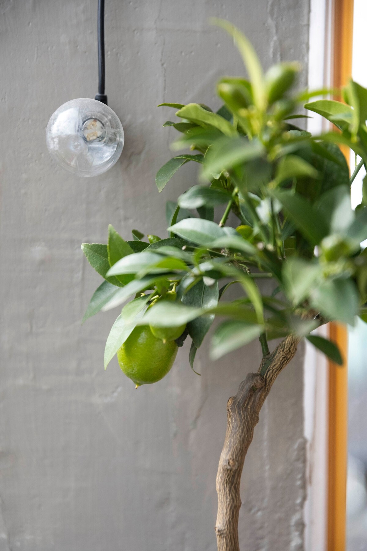 Detalj: Mer Lime! Galleribilde