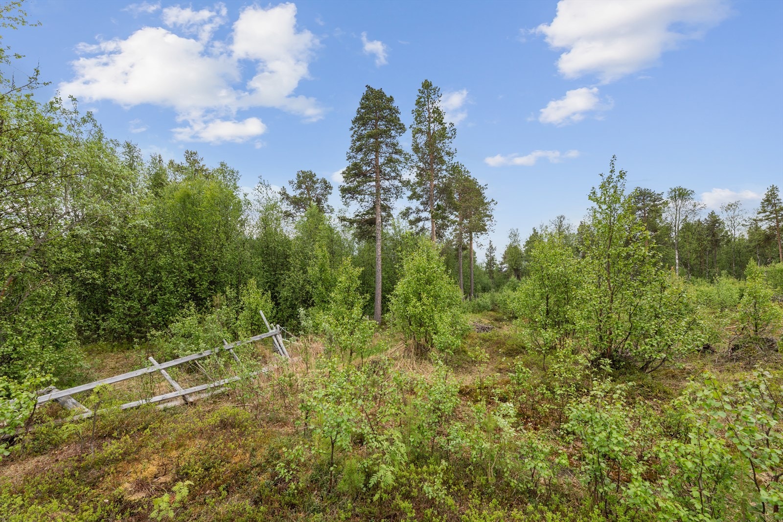 Tomta er delvis inngjerdet Galleribilde