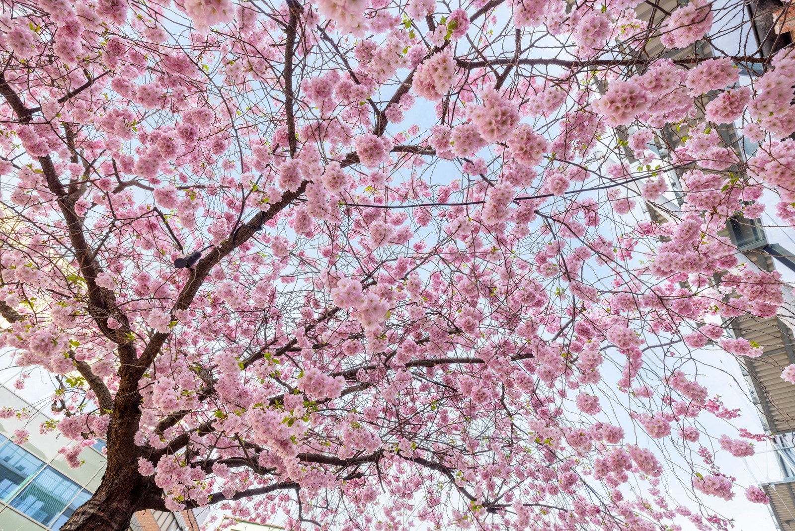 Kjølberggata er kjent for sine vakre kirsebærtrær - se så fint! Galleribilde