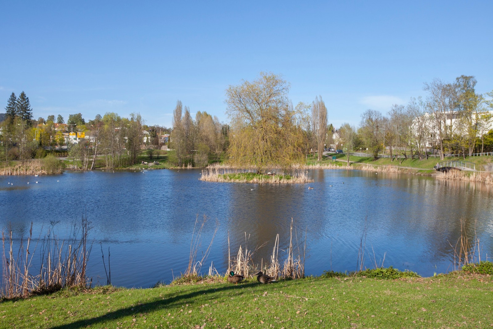 Smestaddammen. Galleribilde