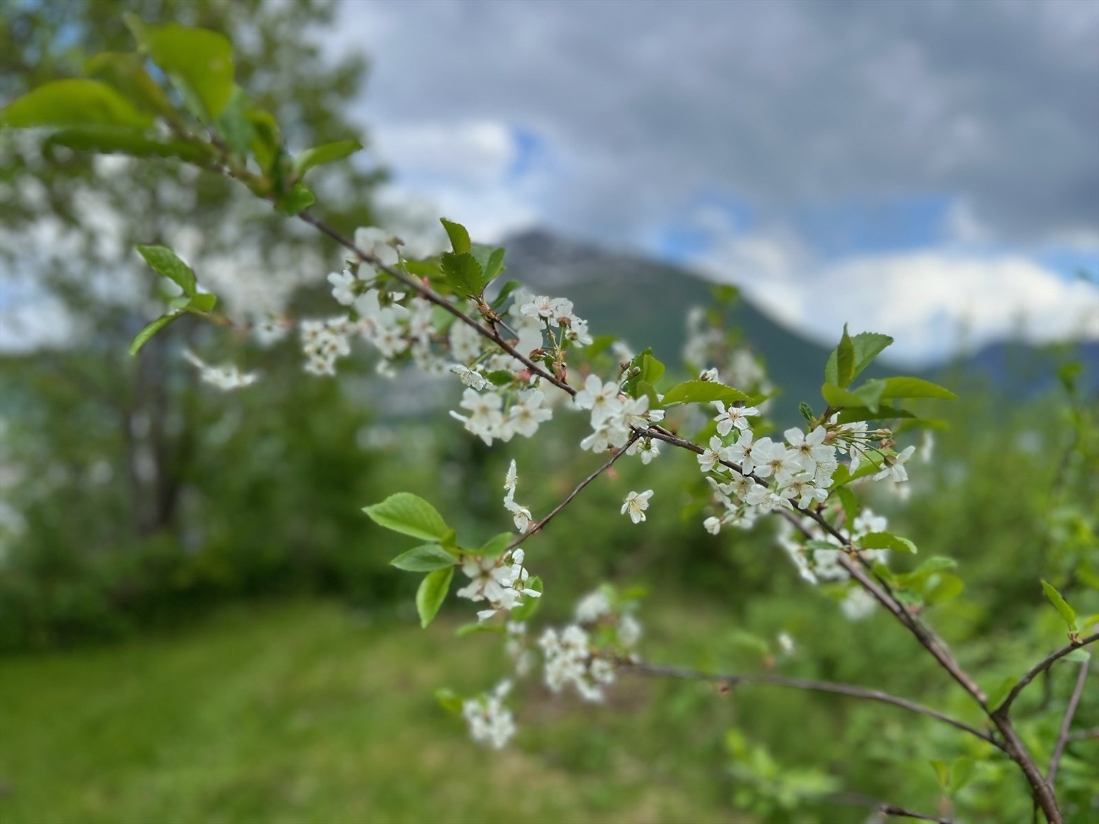 Selgers private bilde Galleribilde