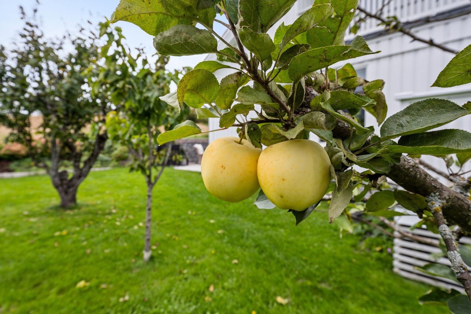 Epletre i egen hage. Galleribilde