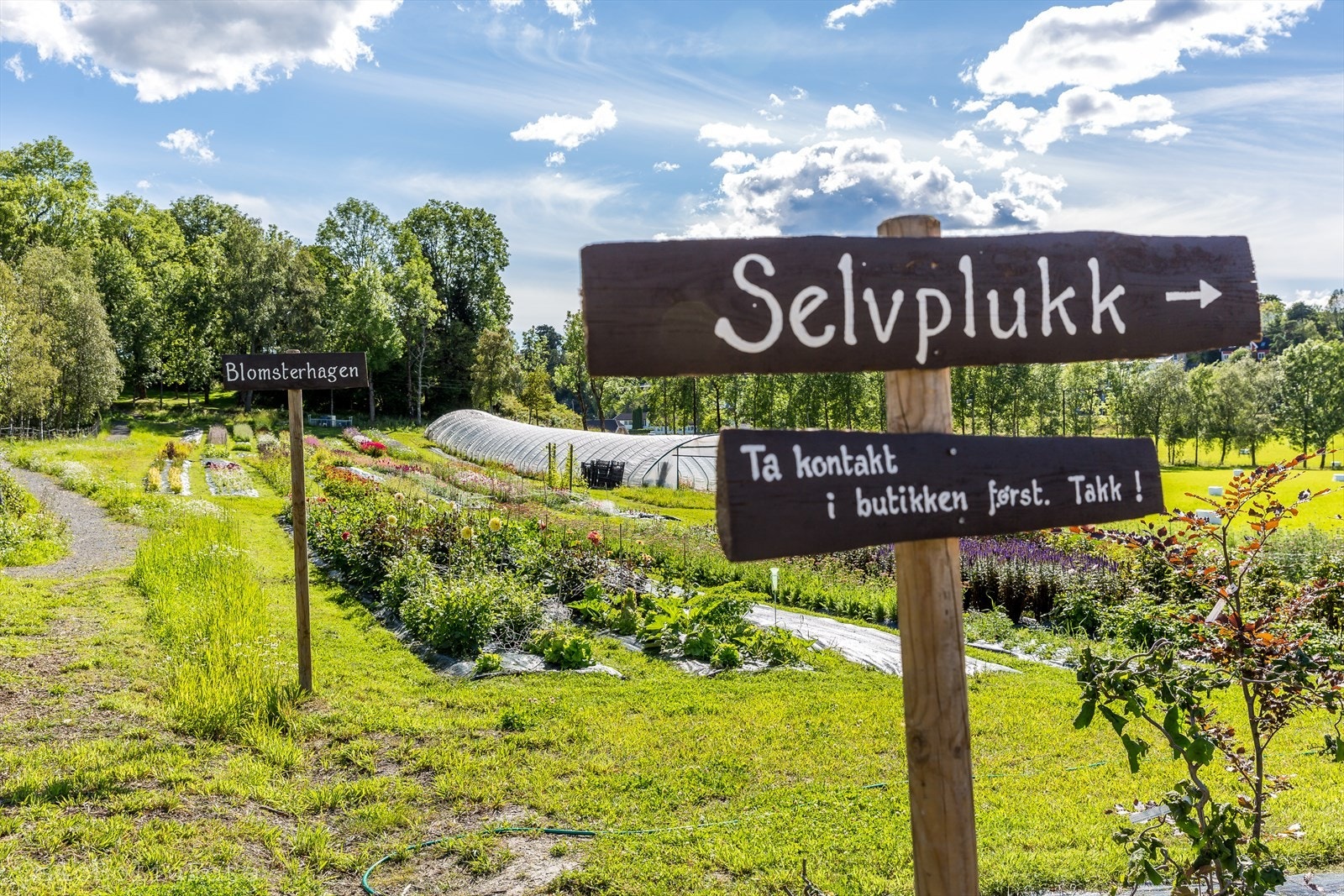 Blomsterhagen på Abildsø er en perle i nærmiljøet og er en nettbutikk for deg som er glad i hage og blomster. I perioder tilbyr de selvplukk, og de holder mange kurs i dyrking og bruk av snittblomster. Sjekk ut: Se nettside her: https://blomsterhagen.no Galleribilde