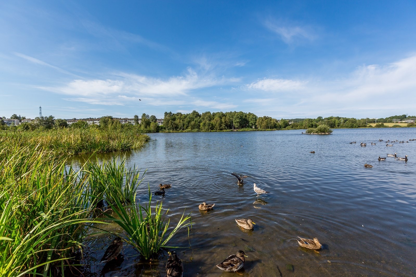 Rundt Østensjøvannet er det er rikt fugleliv Galleribilde