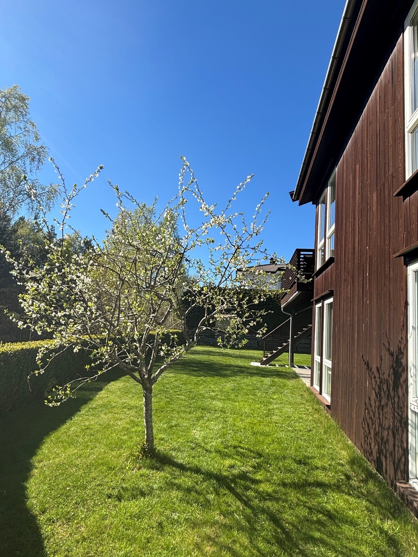 Blomstring i hagen i slutten av april 2025 - foto utlånt av eier Galleribilde