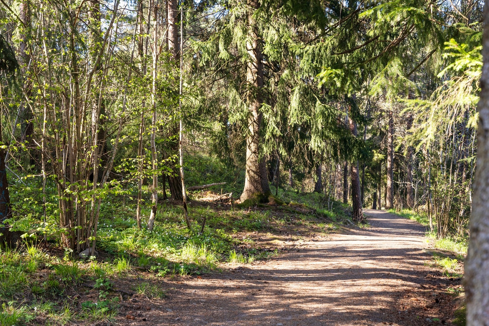 Trollskogen ligger i flukt med hagen til borettslaget med koselige turstier. Galleribilde