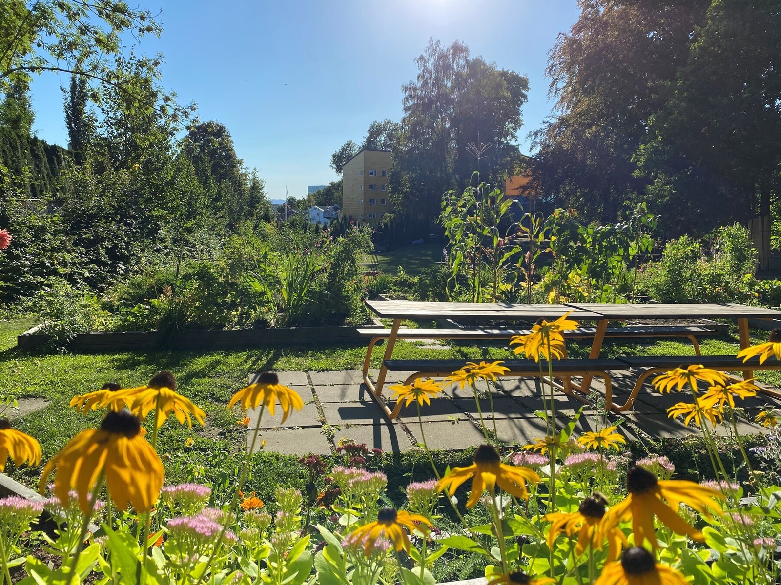 Parsellhagen i full blomst Galleribilde