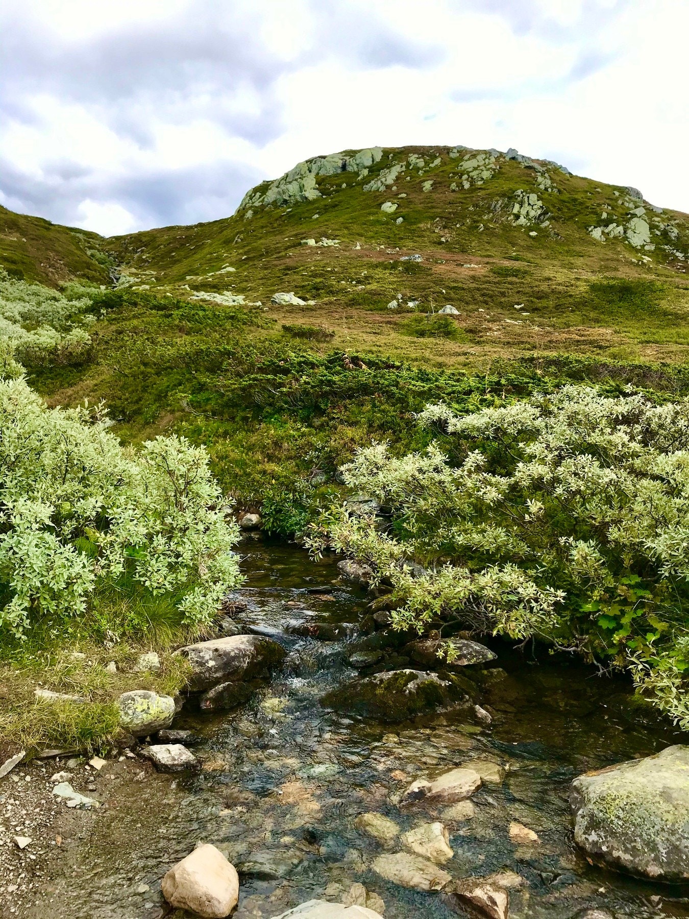 Bilde fra selgers arkiv Galleribilde